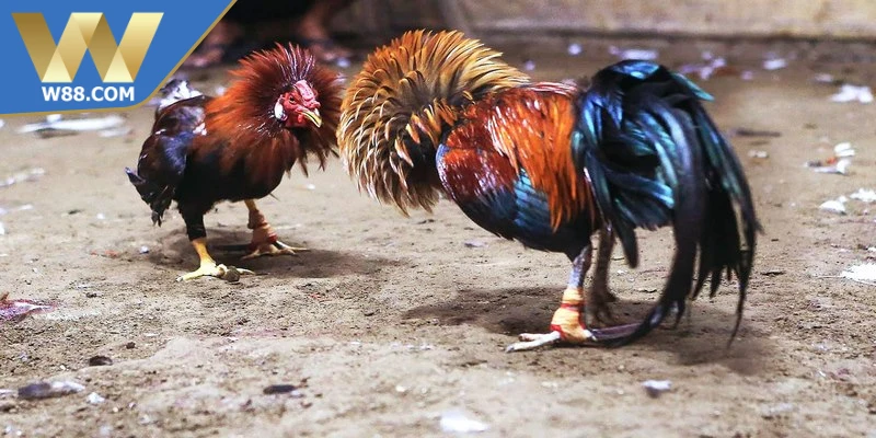 Các thuật ngữ trong đá gà giúp người chơi nhanh chóng hiểu rõ cách chơi