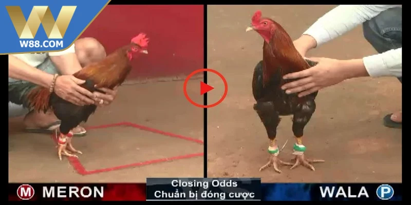 Kỹ thuật cách đá gà Thomo bất bại
