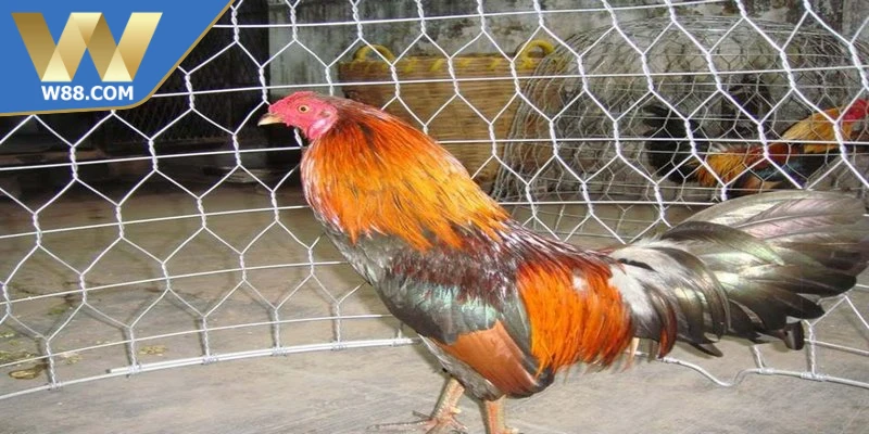 Cách làm gà đá tăng tốc lưu ý khi vận động