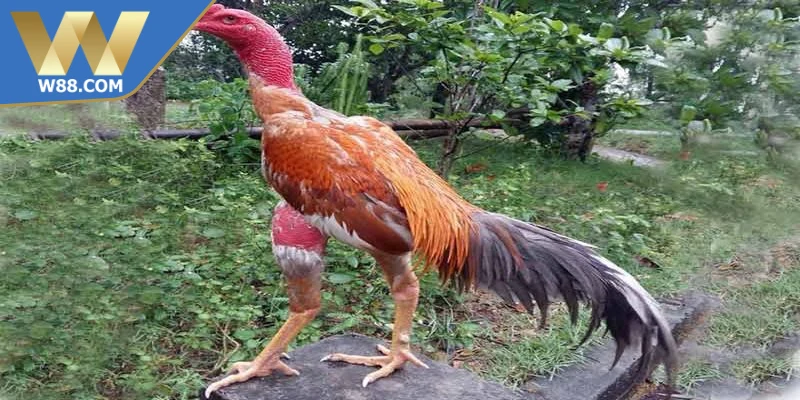 Chăm sóc gà đá trước khi thi đấu là bước quan trọng quyết định sức mạnh
