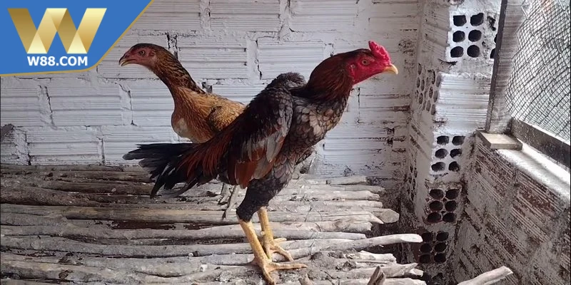 Kỹ thuật chọi gà nhanh gọn đúng chuẩn