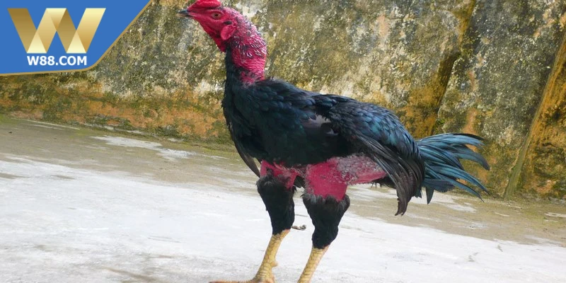 Mẹo nuôi gà đá tăng cơ bắp cơ bản